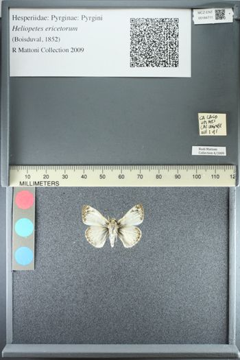 Media type: image;   Entomology 184711